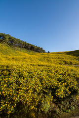 Landscape nature flower Tung Bua Tong Mexican sunflower field ,Mae Hong Son,Thailand