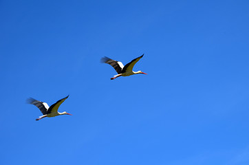 birds in flight  pair of storks flying in the blue sky