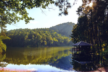 Obraz premium Landscape of pine trees near the reservoir
