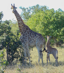 Giraffes in the wilderness 