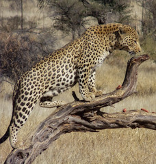 Naklejka premium Leopards in the wilderness of Namibia