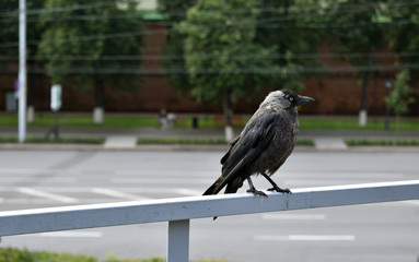 bird in an urban environment