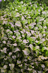 Close up background of tiny green plants growing in nursery or greenhouse, copy space