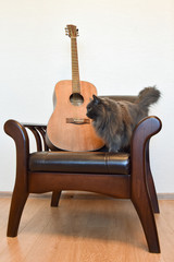 Acoustic guitar, vintage leather armchair and grey cat