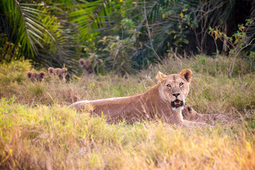 Female lioness mother with small lions in Masai Mara National Park. Safari in Kenya.