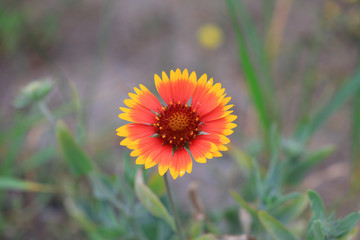 Gaillardia flower in the park