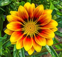 orange-yellow gazania growing on the ground in the garden in full bloom on a green background of leaves close-up at full frame