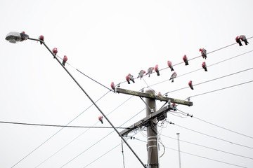 Australian pink and grey galahs (Eolophus roseicapilla) in a flock sitting on a telephone...