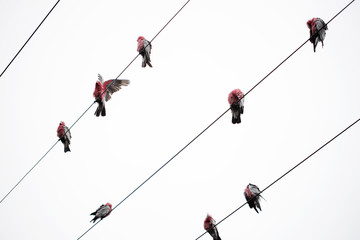 Austalia, australian, galah, galahs, bird, birds, parrot, parrots, anumal behaviour, wings, preening, pink, grey, electrical wire, wire, electricity