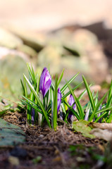 Bright beautiful violet crocus flower. First spring flower under morning dew. Spring seasonal fairytale background.