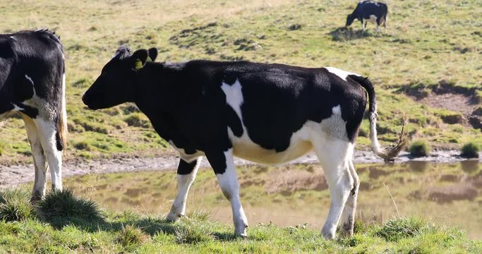 cattle grazing in the nature on high mountain in the Lessinia park shelters