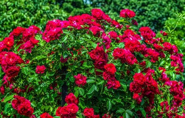 roses large bush with many red flowers and green leaves in the garden in the summer sun Close up of a full frame on a green background