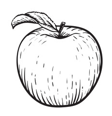 Apple with leaf. Vintage. Hand realistic drawing. Engraving style vector illustration.