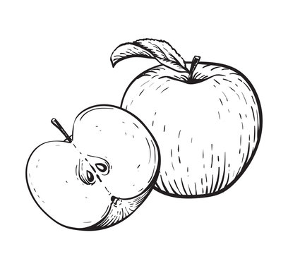 Engraved vector illustration of an apples with apple half and apple leaf. Vintage. Hand realistic drawing.