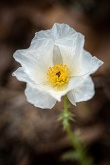 Dramatic white prickly poppy in spring