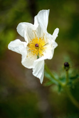 Dramatic white prickly poppy in spring