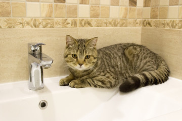 Scottish kitten lies on the washbasin in the bathroom near the water tap