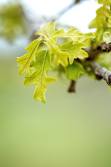 New young green oak leaves on spring green background