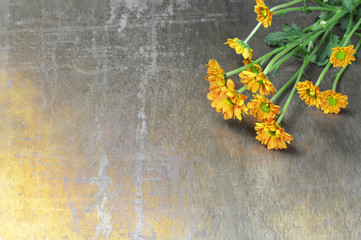 Chrysanthemum flowers on rusty background