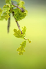 New young green oak leaves on spring green background