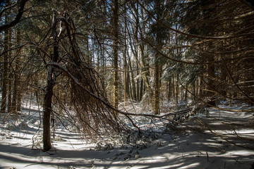Fototapeta na wymiar freze snow in the forest