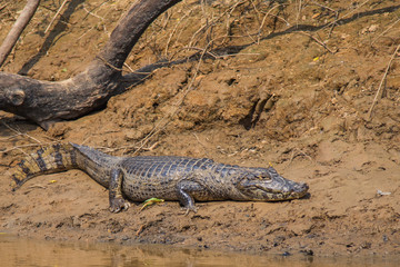 the alligators of the Bolivian forest