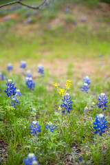 Spring wildflowers in Texas