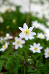 anemones beautiful white forest flowers 