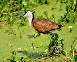 An African jacana wades in a green pond in the wetlands of Amboseli National Park, Kenya. (Actophilornis africanus) Closeup.