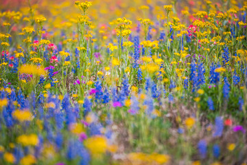 Texas wildflowers bursting in rainbow colors - obrazy, fototapety, plakaty