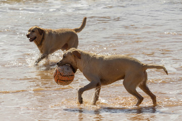 two labradors playing with ball in the beach water