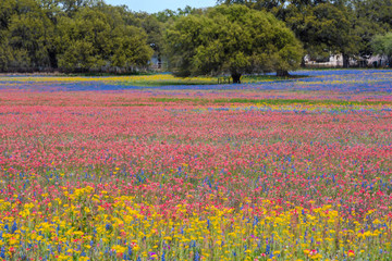 Texas wildflowers bursting in rainbow colors