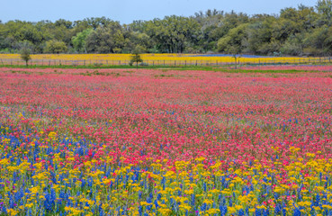 Texas wildflowers bursting in rainbow colors © Kanokwalee