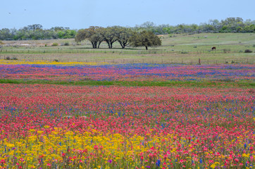 Texas wildflowers bursting in rainbow colors © Kanokwalee