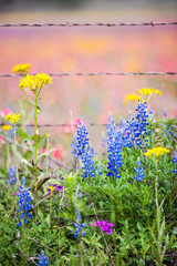 Texas wildflowers bursting in rainbow colors