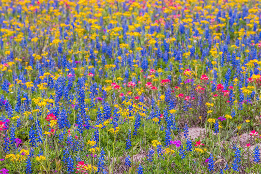 Texas Wildflowers Bursting In Rainbow Colors