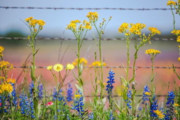 Texas wildflowers bursting in rainbow colors © Kanokwalee