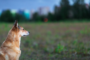 Cheerful brown dog resting on meadow in twilight