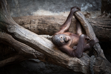 Kleiner Orang Utan