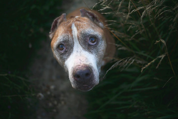 American Staffordshire Terrier sitting on ground in park