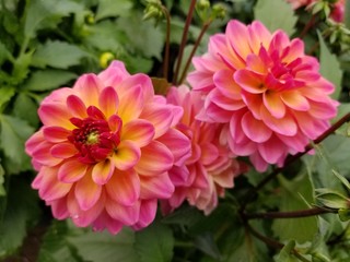 Beautiful pink and orange dahlia flowers at full bloom