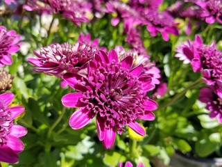 Beautiful purple African daisy flowers at full bloom