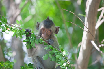 可愛いサル