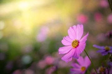  Beautiful Cosmos flowers in garden. Nature background.