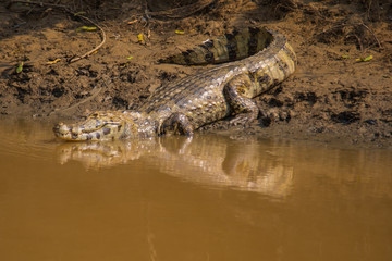 the alligators of the Bolivian forest