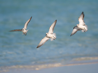 Fototapeta na wymiar Three Sanderlings in Flight Over Ocean 
