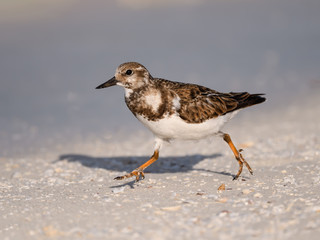 Ruddy Turnstone Walking on the Beach