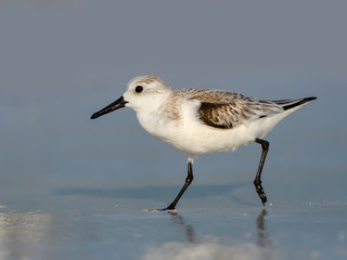 Sanderling Foraging on the Beach