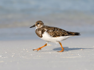 Ruddy Turnstone Walking on the Beach