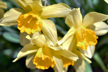 Obraz na płótnie Canvas daffodils in garden